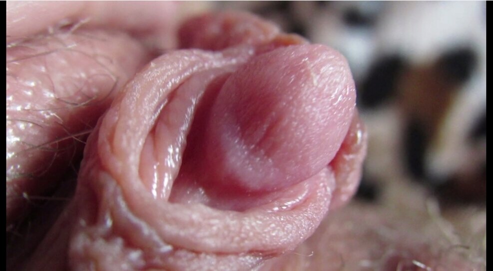 Clitoris Closeup