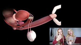 Male orgasm anatomy explained. Educational JOI.