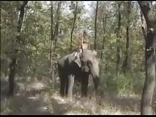 Mans head in elephants ass - Queen of the elephants