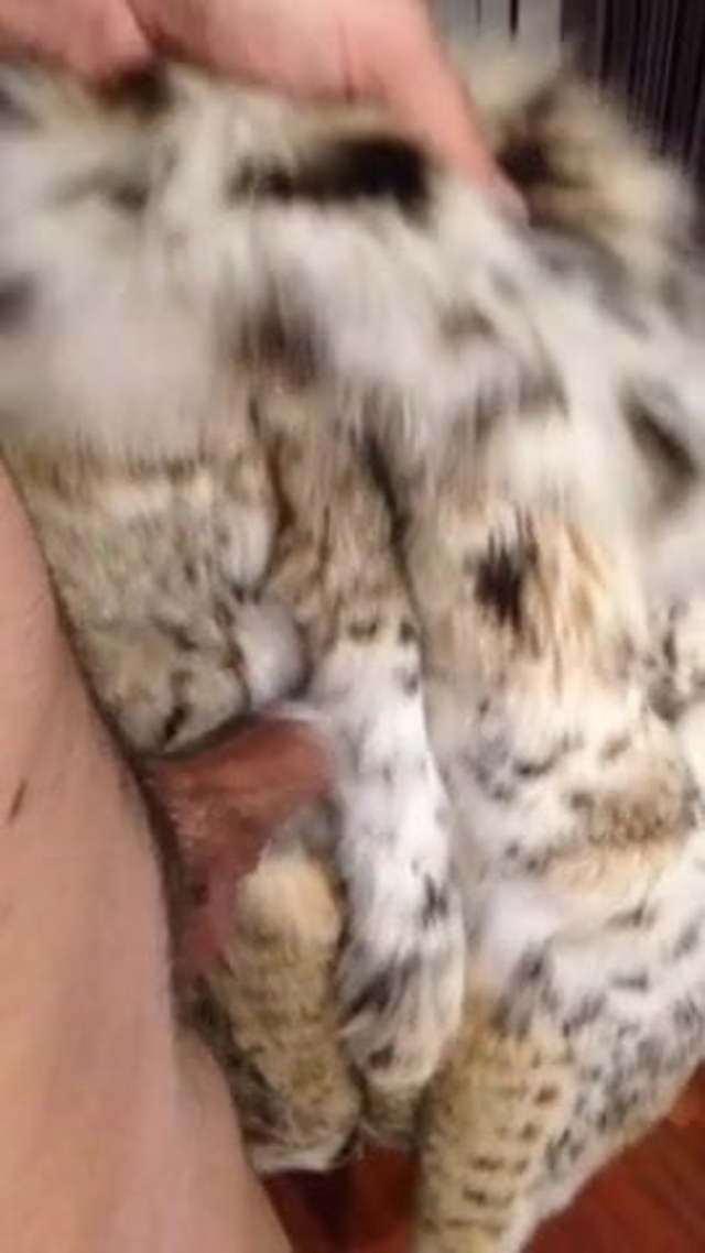 Porn Furry Lynx