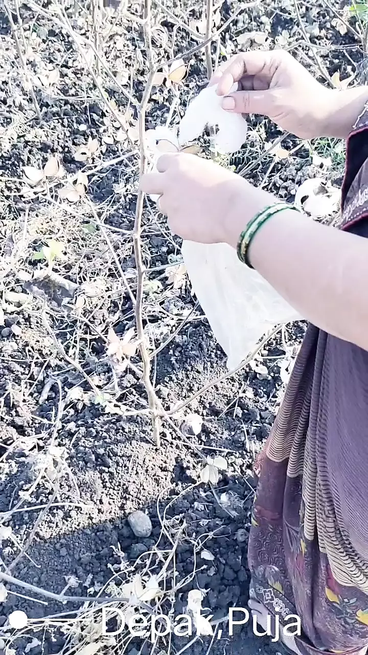 Marathi devar fucks pooja bhabhi fiercely in cotton cultivation Full HD Video pic photo
